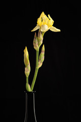 yellow iris on a dark background