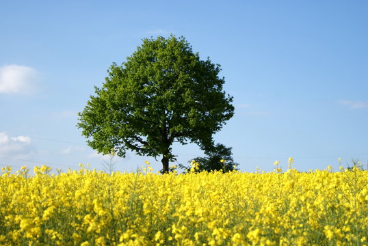 Einzeln