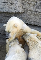 polar bear cubs feeding