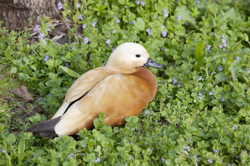 oiseau des marais
