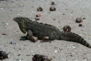 Cuban Iguana