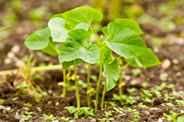 Bean seedling