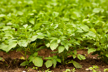 Potato leaves