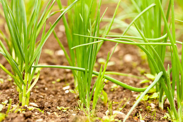 Young onions