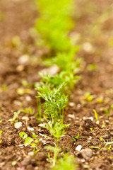 Carrot seedlings