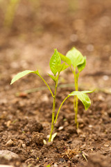 Pepper seedling