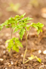 Tomato seedling
