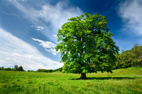 Single oak tree