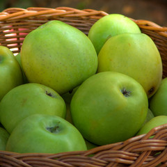 Apples in the basket nb.4