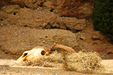 Bones on the desert