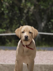 Cachorro de Golden Retriever