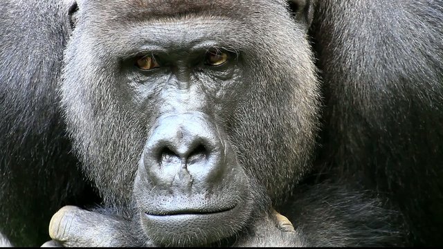 gorilla