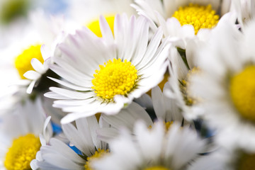 Fototapeta premium White flower
