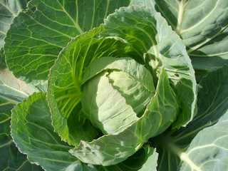 growing cabbage