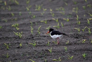Austernfischer auf einem Acker