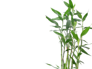 bamboo leaf isolated