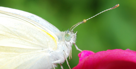 butterfly on flower