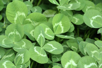 Clover