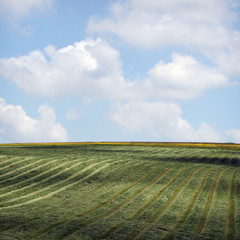 Frisch gemähte Wiese