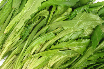 Fototapeta premium lettuce