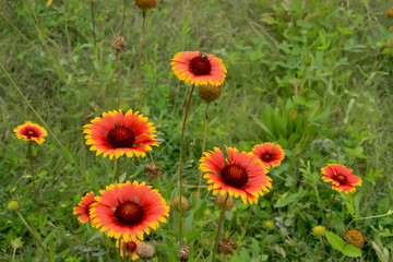 rudbeckia hirta flowers