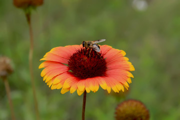 rudbeckia hirta flowers