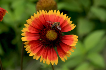 rudbeckia hirta flowers