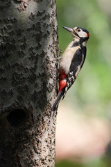 PIC EPEICHE FEMELLE 5