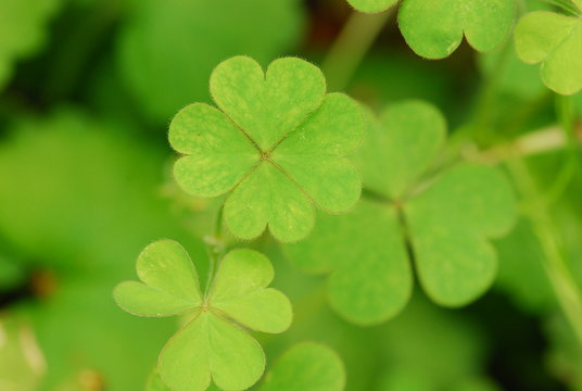 four-leaf clover