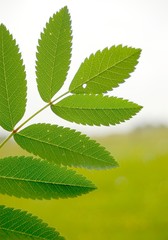 lichtdurchflutete Blätter