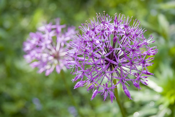 Allium flower (wild onion)