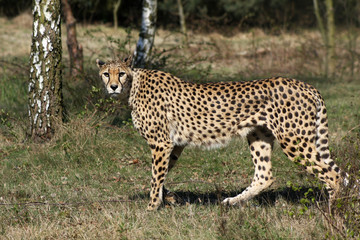 cheetah looking in the camera