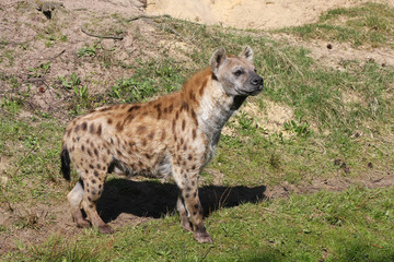 female spotted hyena