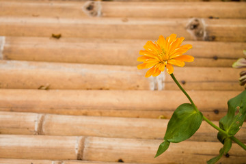 Obraz premium Yellow flower