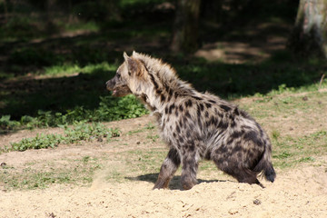 Naklejka na ściany i meble spotted hyena cub getting out of his den