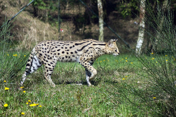 serval walking by