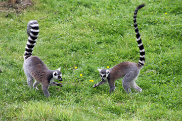 Obraz premium ring-tailed lemur picking flowers
