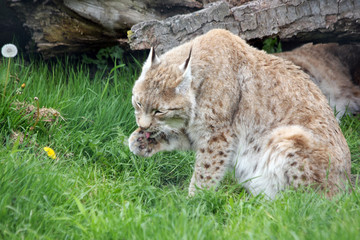 eurasian lynx