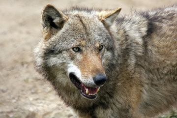 close up of a european gray wolf