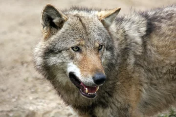 Crédence de cuisine en verre imprimé Loup close up of a european gray wolf