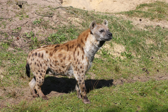 Female Spotted Hyena