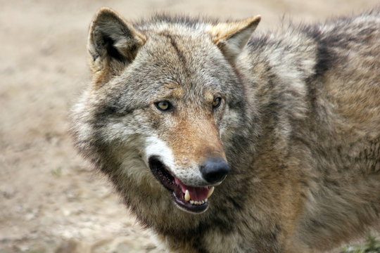 Close Up Of A European Gray Wolf