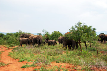 Fototapeta na wymiar słonie w Chobe parku