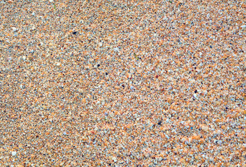 Sandy - cockleshell wet sea background