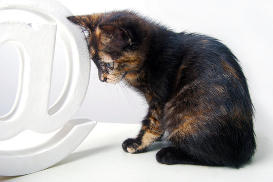 le chat sur le web - Chaton r&eacute;flechissant et Arobas