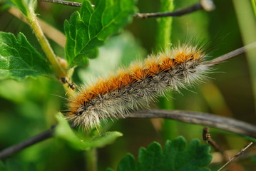 Fototapeta premium Cankerworm