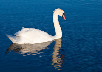 Obraz premium White swan with reflections on a clear blue lake