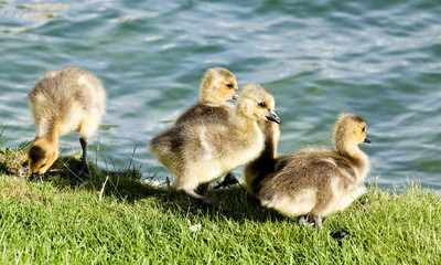 baby geese
