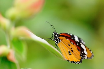 Fototapeta na wymiar Appealing butterfly on the flower