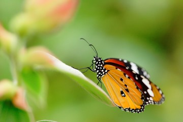 Appealing butterfly on the flower